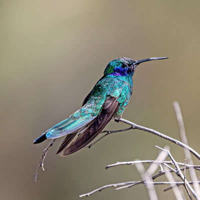 Foto: Claudio L. Daza