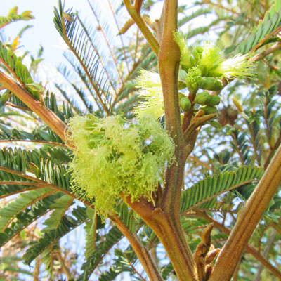 Foto: Jacqueline Bustillos