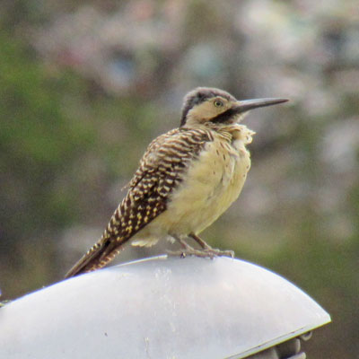 Foto: Jacqueline Bustillos